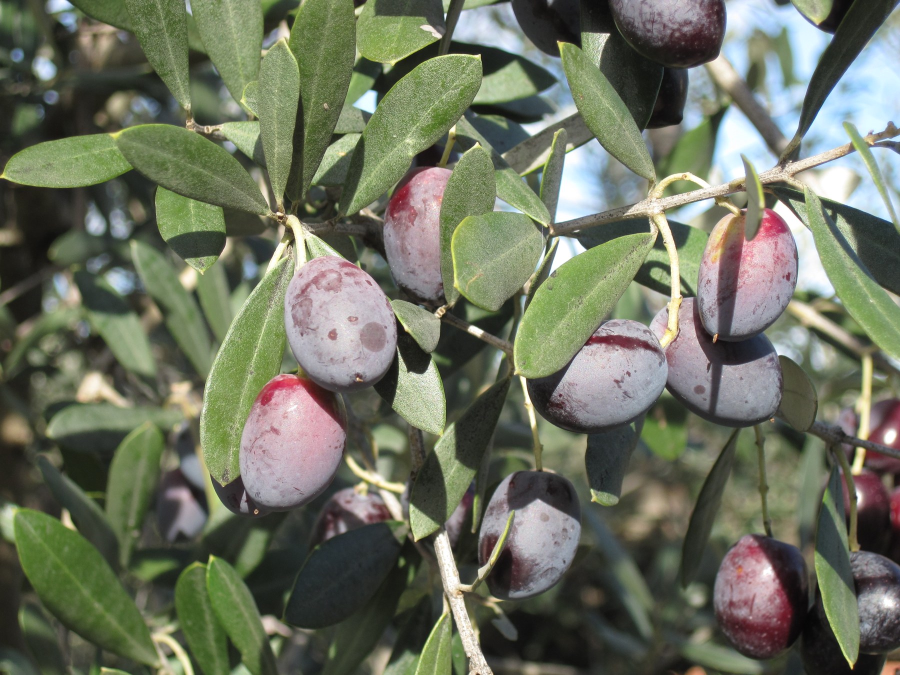 Sofralık Ege Zeytini · 1 kg